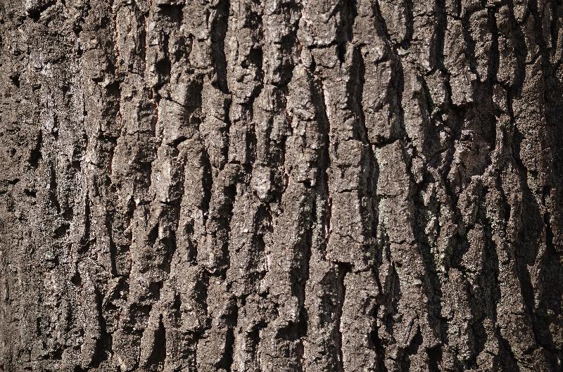 oak,oak bark,old tree bark,nature,bark pattern,bark background