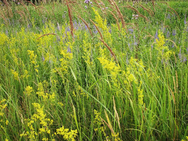 galium verum,lady's bedstraw,yellow bedstraw,summer plant,summer meadow,green grass,grass background,summer background,herbaceous perennial plant