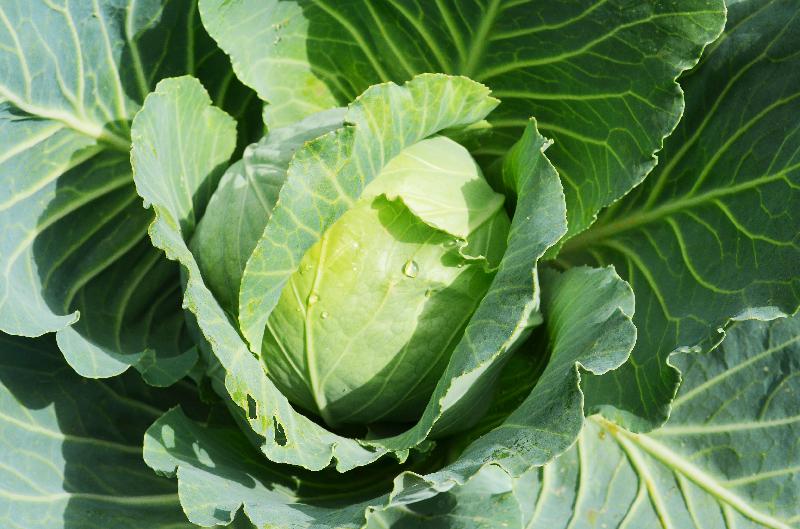 cabbage,cabbage growing,agriculture,vegetables,organic vegetables,vegetarian,fresh cabbage,cabbage close-up