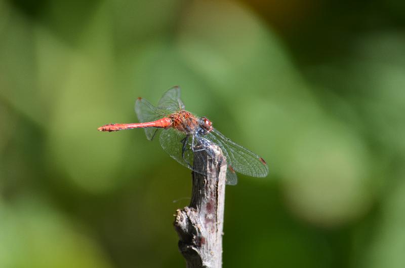 dragonfly,insect,summer,entomology,wildlife,fauna,mosquito,bug