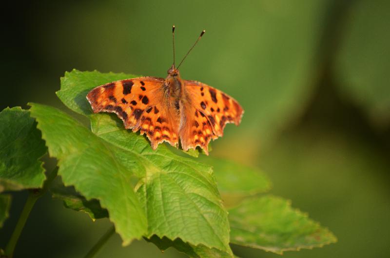 Polygonia c-album,comma butterfly,anglewing butterfly,nature,butterfly,insect,summer,garden,wildlife