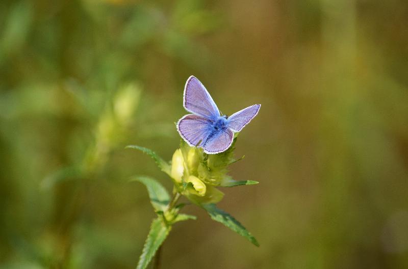 Butterfly,blue butterfly,blaveta of the farigola,pseudophilotes panoptes,nature,summer
