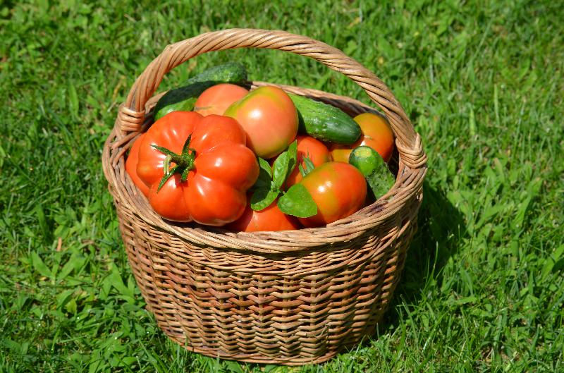 fresh vegetables in a basket,freshly picked vegetables,vegetable harvest,garden,red tomatoes,fresh tomatoes,healthy food,organic food,organic vegetables,vegetarian