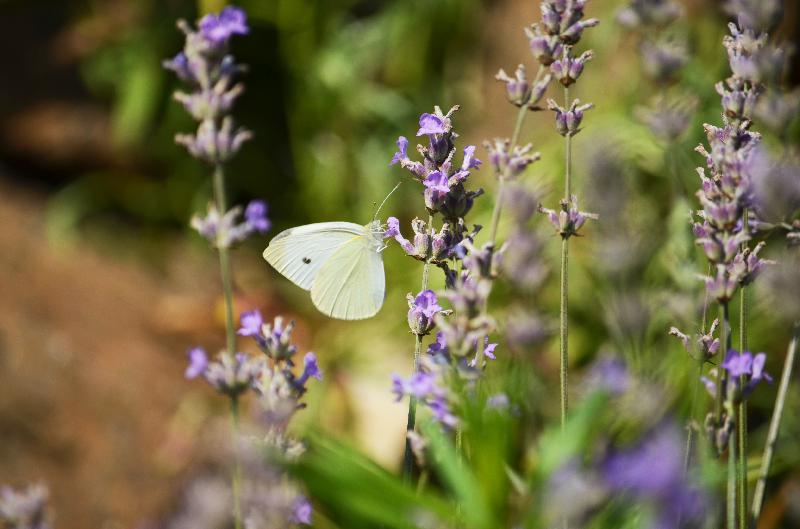 lavender,Pieris brassicae,cabbage butterfly,cabbage white,cabbage moth,white butterfly,summer,lavender background,summer background,flower background