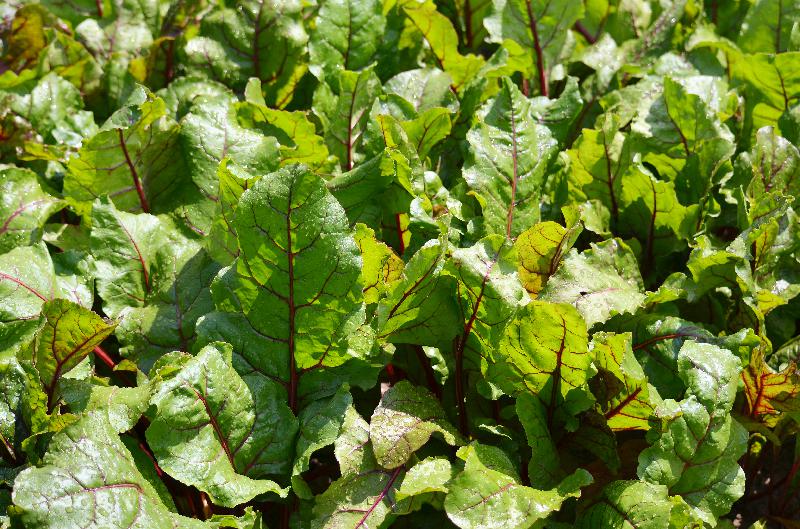 beta vulgaris,beet,beet leaves,green background,vegetable garden,leaf background,nature background