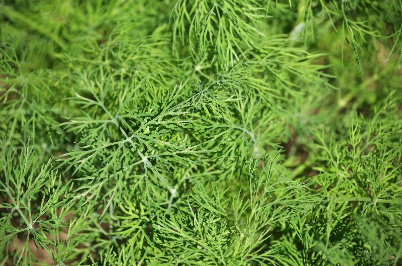dill,anethum graveolens,herb,annual herb,dillweed,aromatic herb,herbal background,summer background,green background