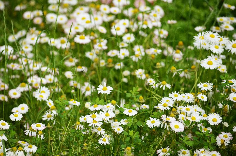 bellis perennis,common daisy,lawn daisy, English daisy,daisies,daisy background,spring background,flower background,nature,bruisewort