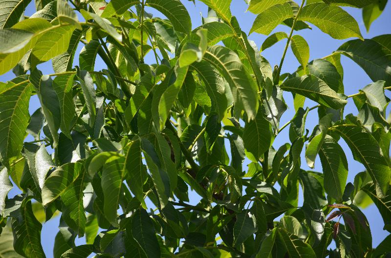 walnut,tree,walnut leaves,green background,summer background,nature,garden