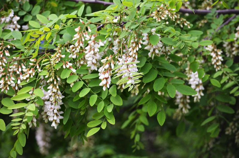 Robinia pseudoacacia,black locust,false acacia,spring flowers,flower background,spring backgroound,nature background