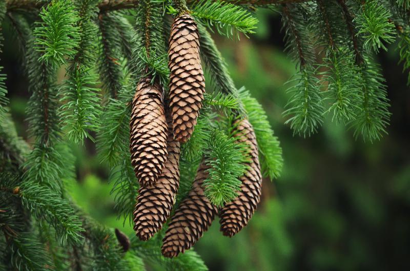 spruce cone,conifer cone,strobilus,nature background,conifer background,botanical background