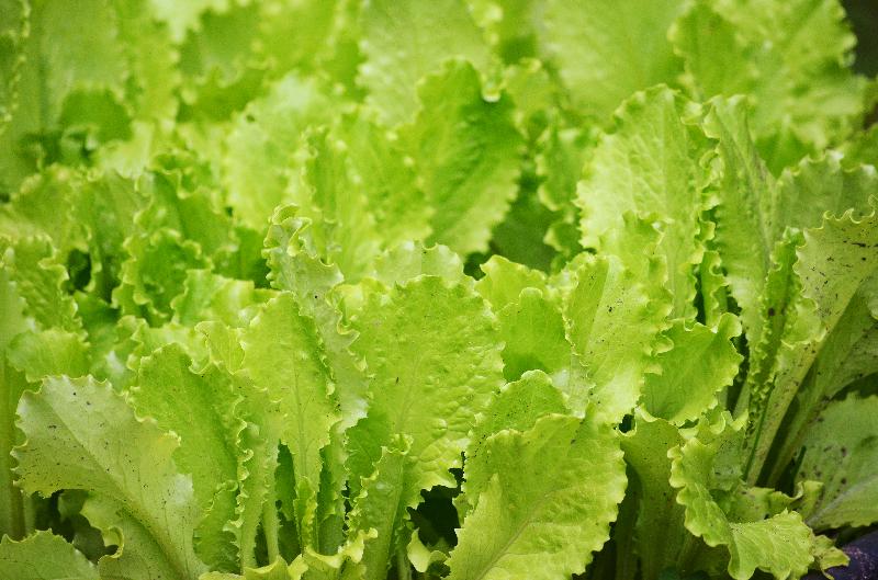 lettuce,green lettuce,lettuce leaves,fresh lettuce,vegetable garden,vitamins,vegetable background,summer background