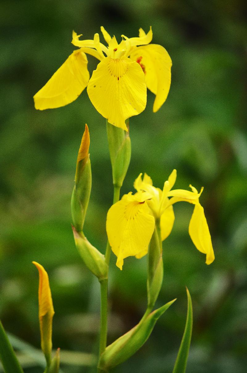 iris pseudacorus,yellow flag flower,yellow iris,water flag flower,summer flower,flower background,summer background,nature background