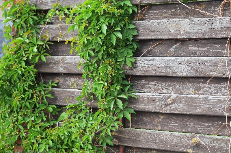 parthenocissus quinquefolia,Virginia creeper,Victoria creeper,five-leaved ivy,five-finger,wooden fence with parthenocissus