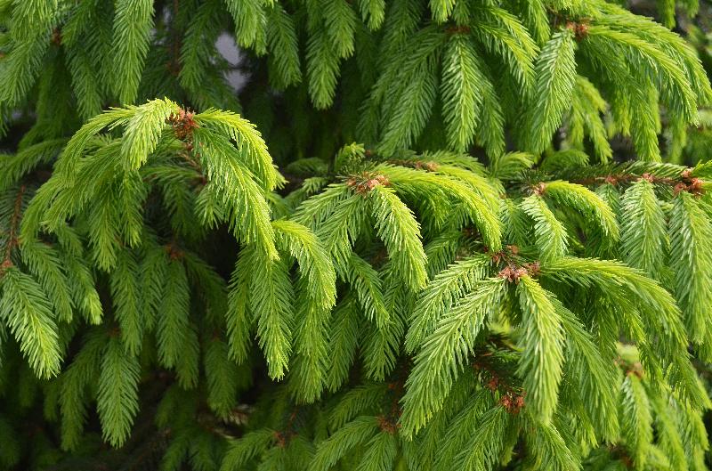 spruce,spruce background,conifer background,spring background,spruce new growth,conifer plant