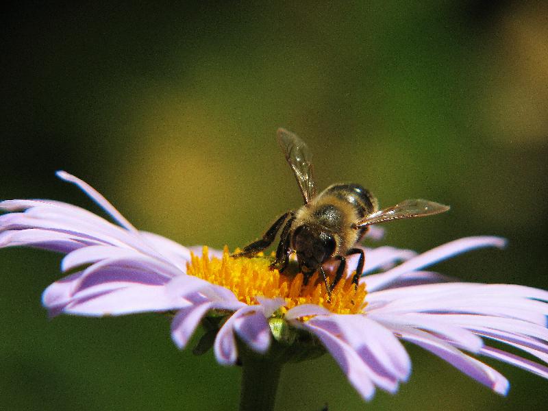 Bee,Flower,Bee on a flower,Honey ,Sunny day,Flower background,Summer background,Summer day,Nature