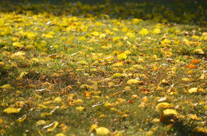 Autumn background,Autumn leaves,Autumn gardenYellow leaves,Leaf background,Yellow leaves on lawn,Nature background