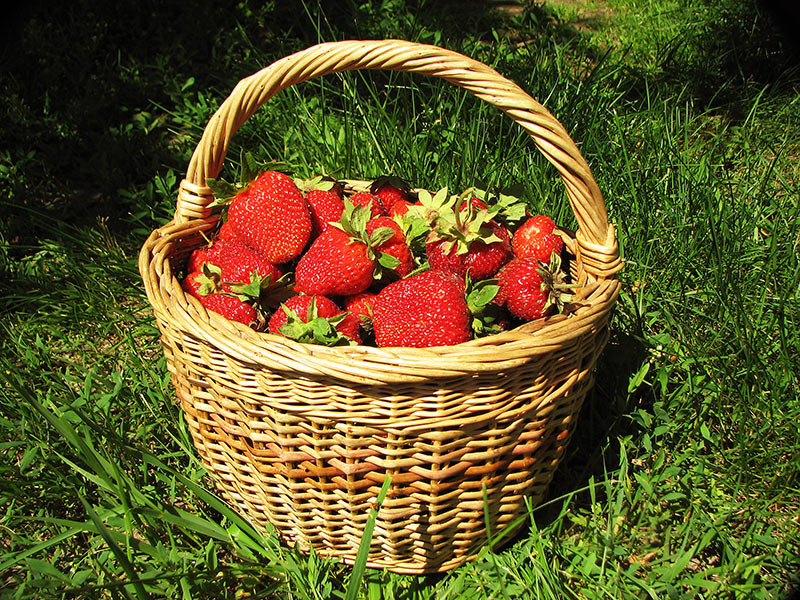 strawberries in basket,red strawberries,summer berries,fresh strawberries