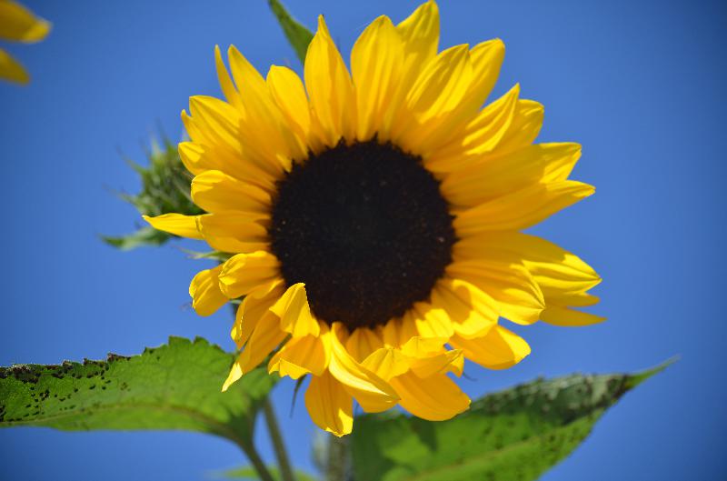 Sunflower,Flower background,Nature background,Summer background,Summer day,Nature,Flora