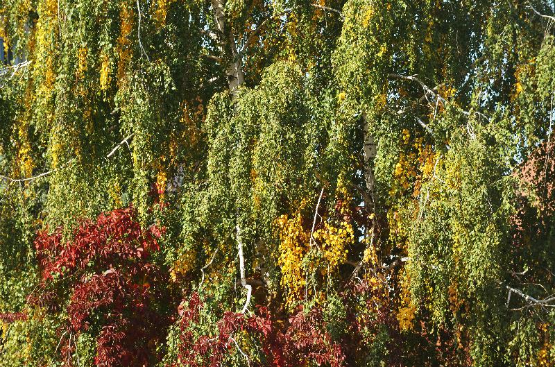Autumn background,Autumn leaves,Autumn trees,Golden Autumn,Nature background,Leaf background