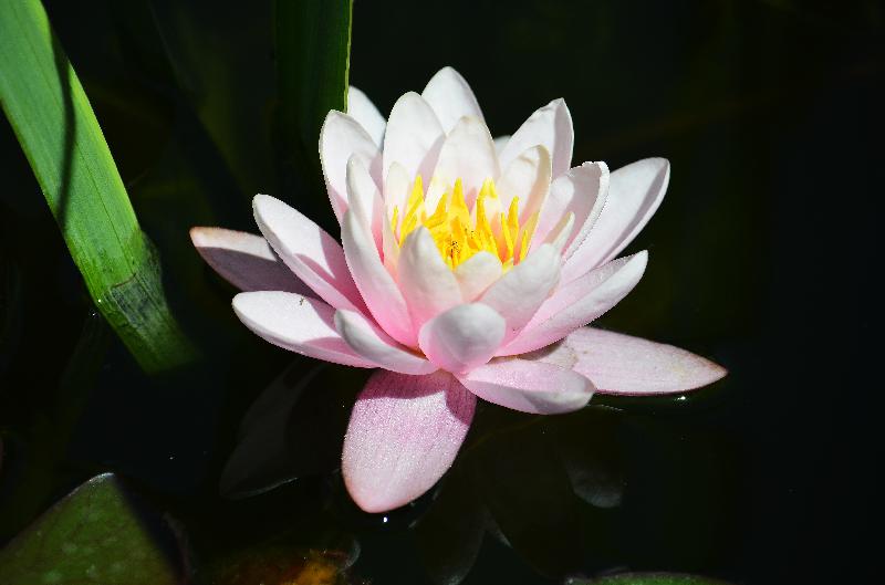 water lily,pond,water flower,lotus water lily,Nymphaea alba,water lily in pond,aquatic plant,aquatic flower