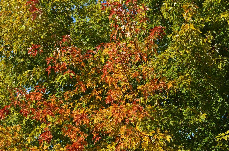 Autumn leaves,Autumn background,Maple,Sunny day,Nature background,Tree