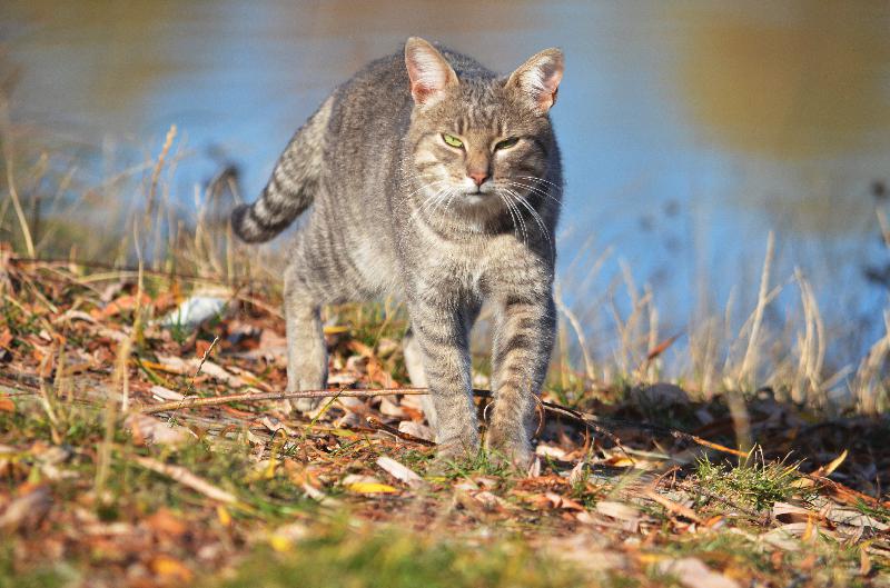 Cat,Domestic animal,Nature,Autumn,Fallen leaves,Sunny day,River