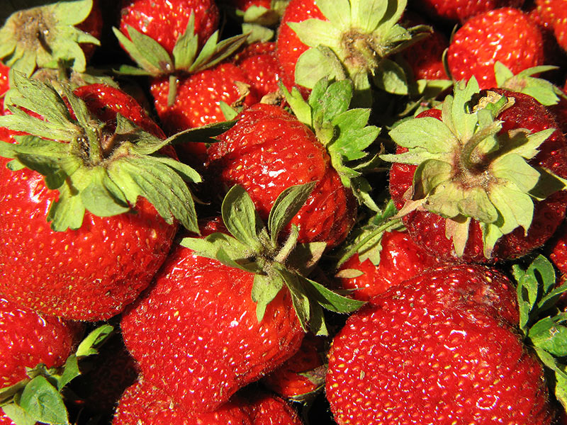 strawberries,fresh strawberries,summer berries
