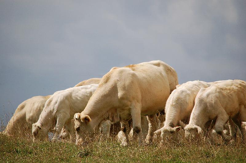 Charolais cow,Cows eating,Cows on the field,Cattle,Countryside,Farm,Village,Burgundy