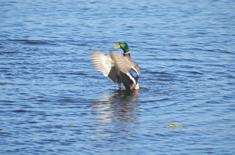 Male Mallard duck,Wild duck,Bird,Nature background,River,Fauna