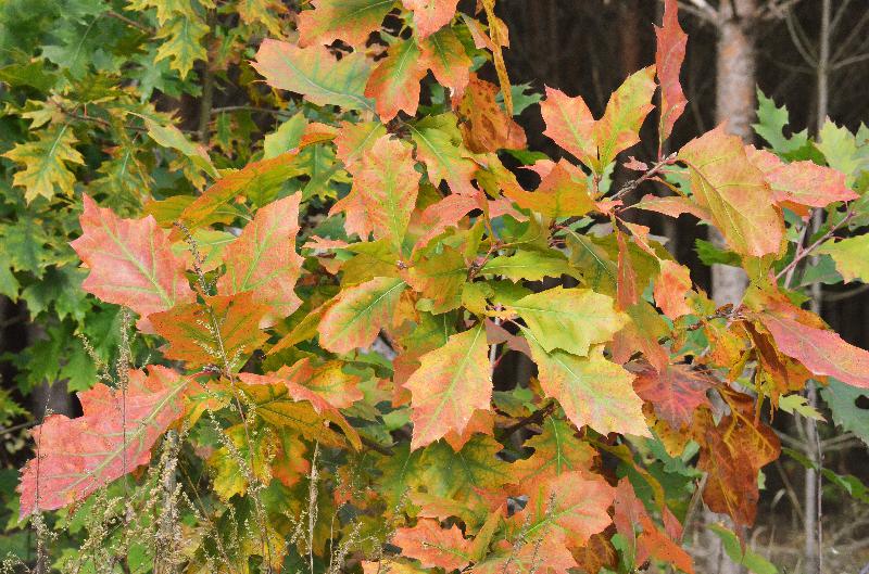 Oak leaves,Autumn leaves,Red oak leaves,Leaf background,Autumn background,Nature background,Fall background,Autumn forest