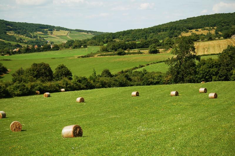 Green meadow with hay rolls ,Hay rolls,Hay bale,Village,Countryside,Farm,Green field,Rural landscape,Nature