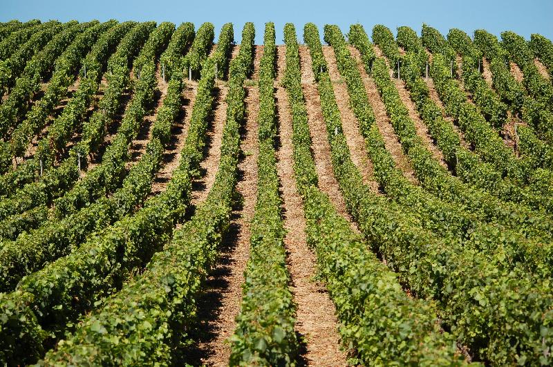 Vineyard,Vineyard France,Winery,Grapes,Vine,Burgundy,France,Sunny day,Nature background