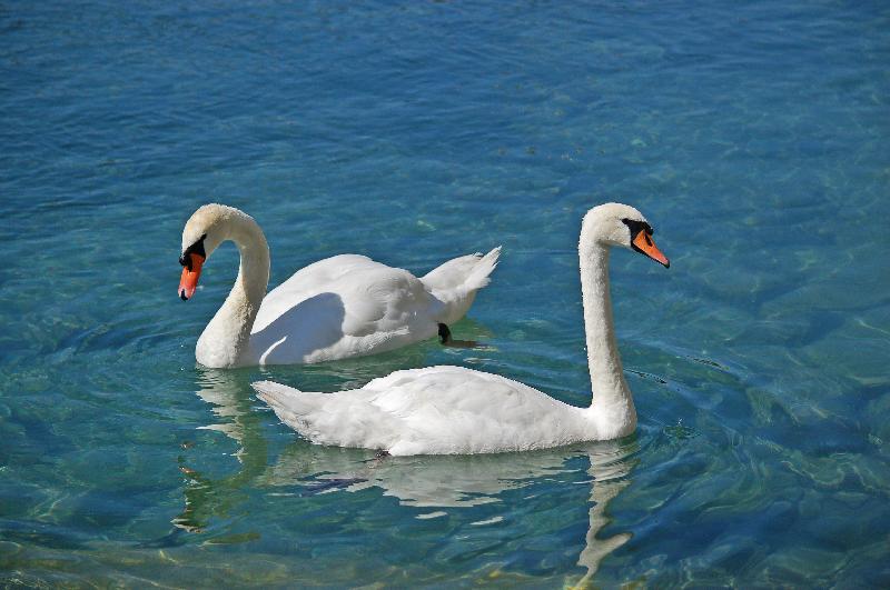 Two swans,Swan couple,Swimming birds,Nature,Nature background,Summer day