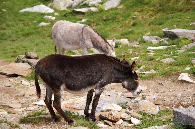 Donkeys,Donkeys eating grass,Domestic animals,Nature,Alps,Chamonix mont Blanc,Mountains,Alpine weadow