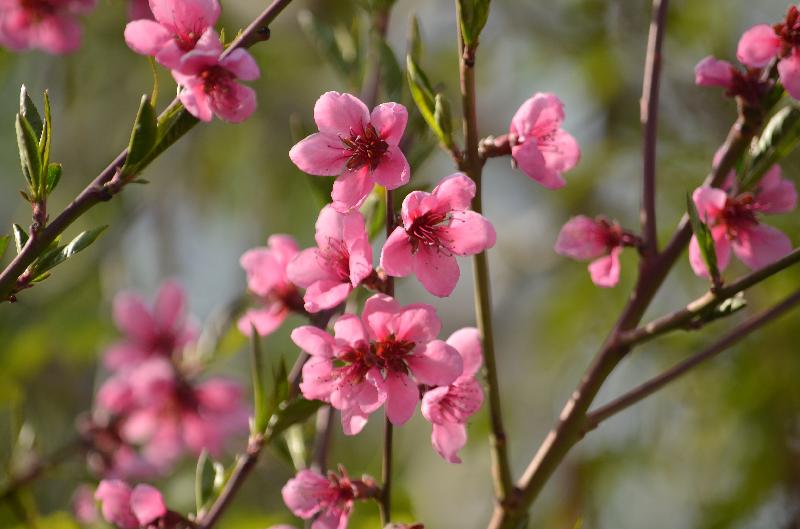 Peach flower,Peach tree flower,Fruit garden,Fruit flower,Flower background,Nature background,Spring background