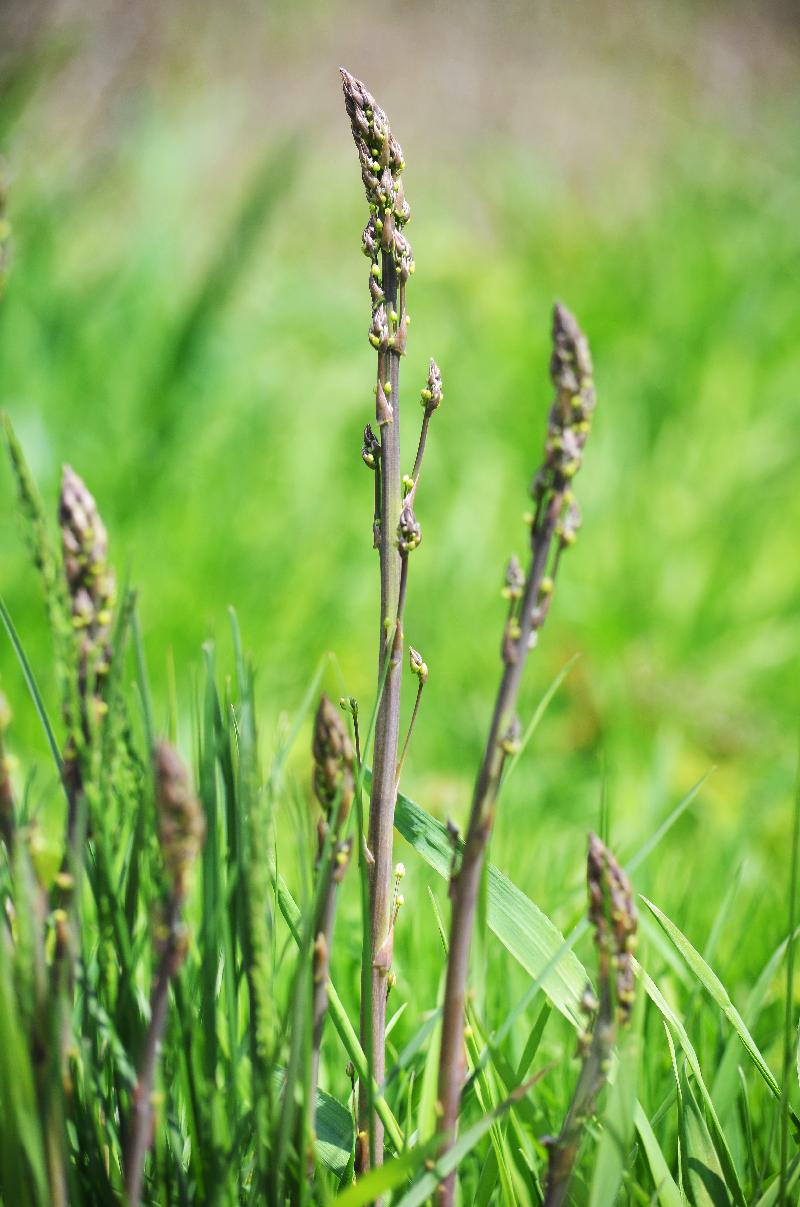 Asparagus,Asparagus officinalis,Wild Asparagus,Sparrow grass,Perennial plant,Spring,Nature