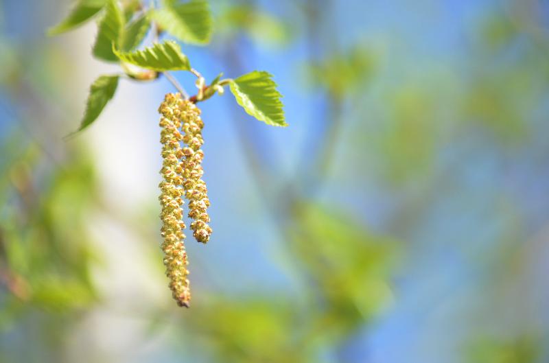 Birch,Betula pendula,Birch flower,Pollinosis,Allergic rhinitis,Allergens,Spring,Spring background,Nature,Sunny day