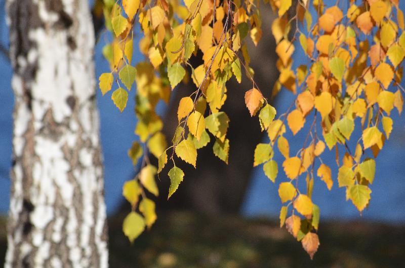 Birch tree,Hardwood tree,Birch leaves,Yellow leaves,Autumn leaves,Autumn backgroundNature,Autumn