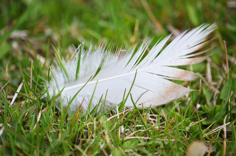 Duck feather,Feather on the grass,Nature,Nature background