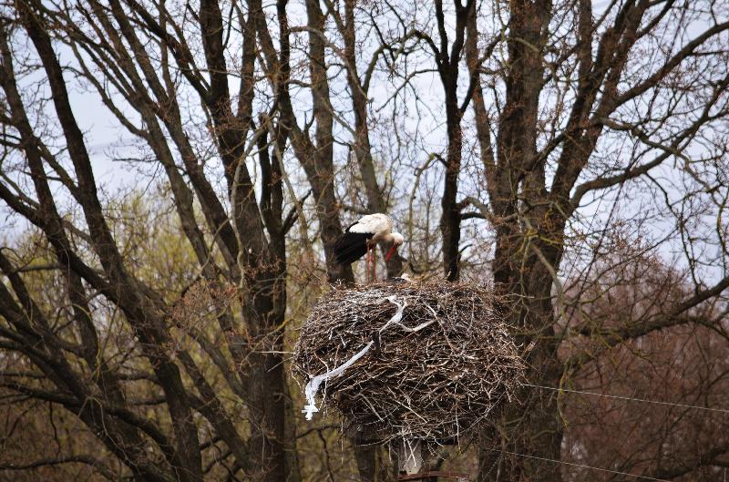 European white stork,Ciconia ciconia,White stork nest,Large bird,Pollution,Spring,Nature