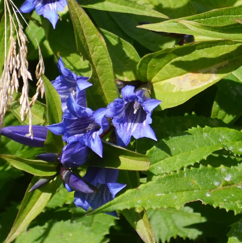 Gentiana pneumonanthe,Marsh gentian,Blue flower,Summer flowers,Flower background,Summer background,Sunny day,Nature,Nature background