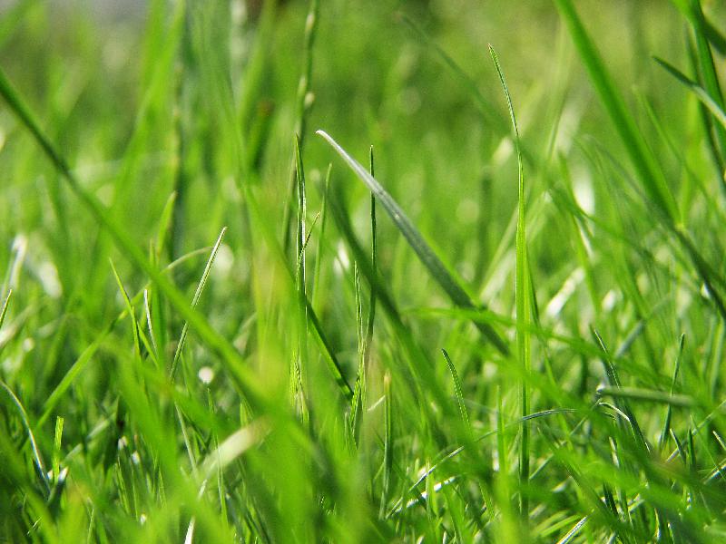 green grass,grass background,summer background,green background