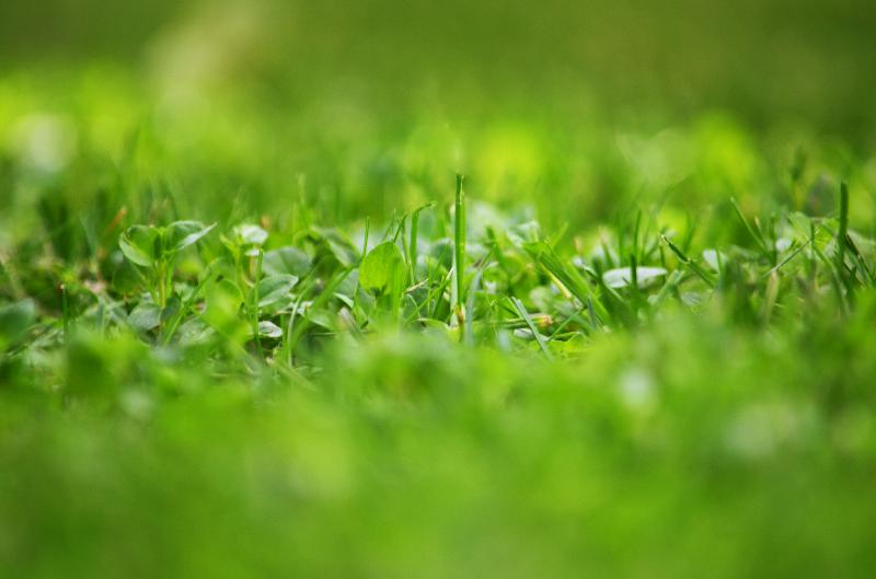 green grass,nature background,grass template,summer meadow,morning freshness