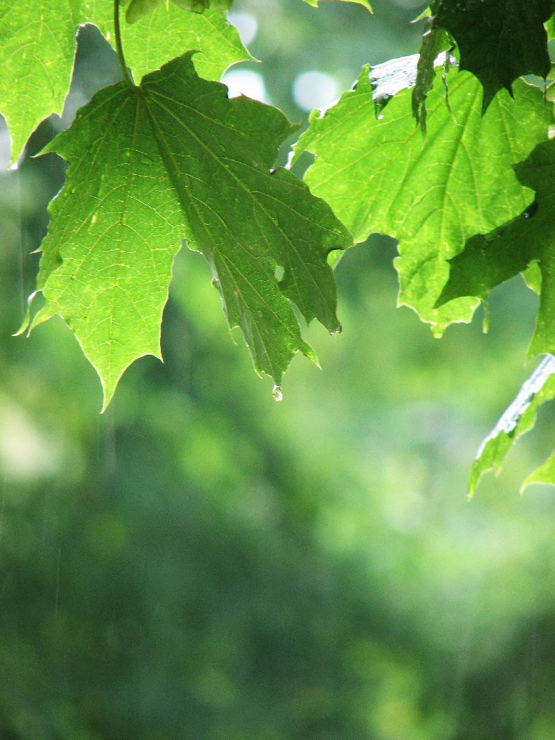 green leaves,summer rain,rainy day,green tree,maple tree
