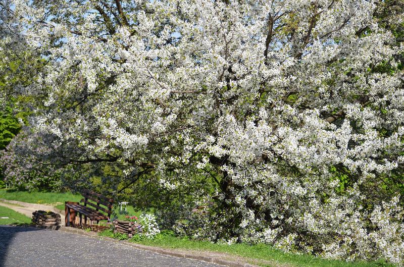 Spring,Fruit tree blossom,Apple tree blossom