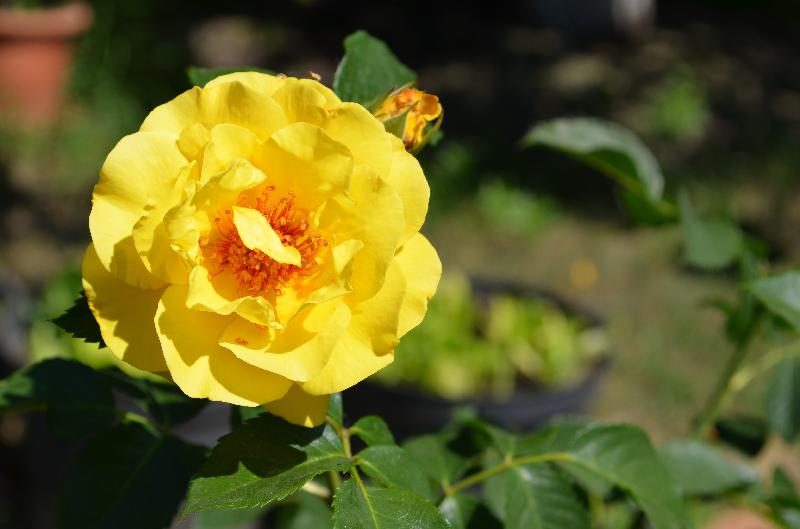 Yellow rose,Rose flower,Summer rose,Summer day,Yellow flower