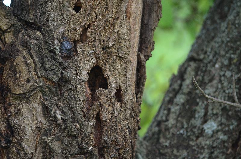Bark beetle,Damaged tree,Old tree,Garden,Bark beetle infestation on a tree,Scolytinae,Tree trunk