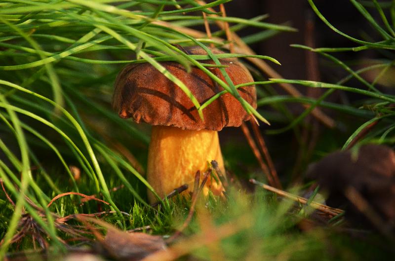 Imleria badia,bay bolete,edible mushroom,forest mushroom,mushroom background,fungus in the natural environment,pored mushroom,nature background