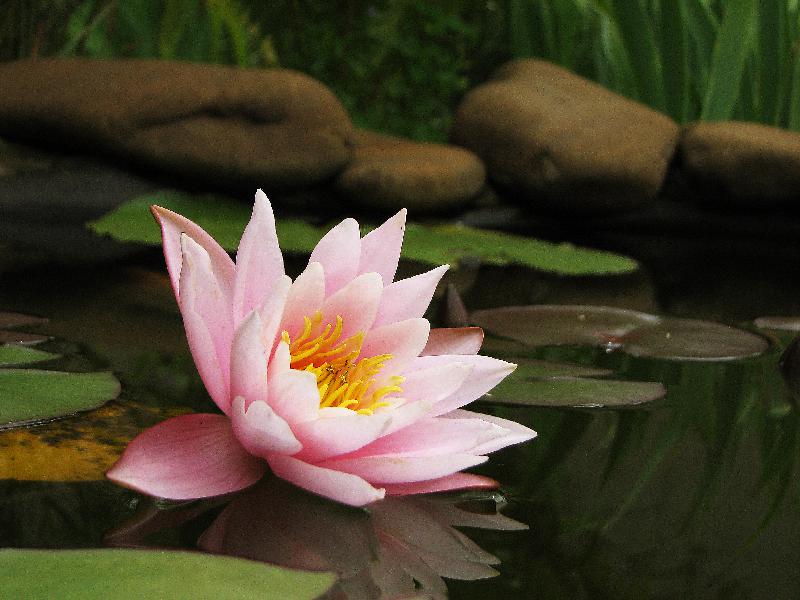 nymphaea,aquatic plant,water lily,water flower,summer flower,rhizomatous herbaceous perennial, flower in pond