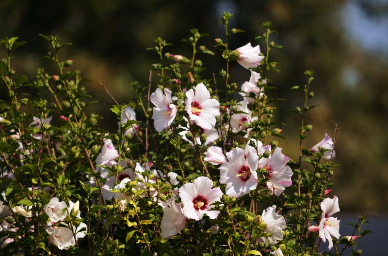 hibiscus syriacus,syrian ketmia,shrub althea,rose mallow,national flower of south korea,flower background,summer background,nature background,flowering plant